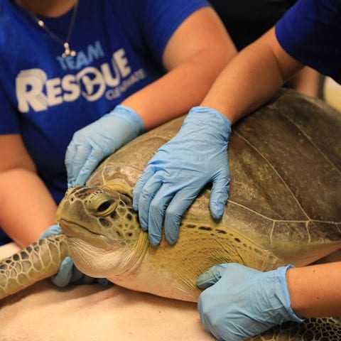 Sea Turtle Hospital Patient - Avocato - Clearwater Marine Aquarium