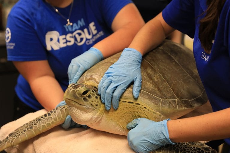 Sea turtle rehab avocato