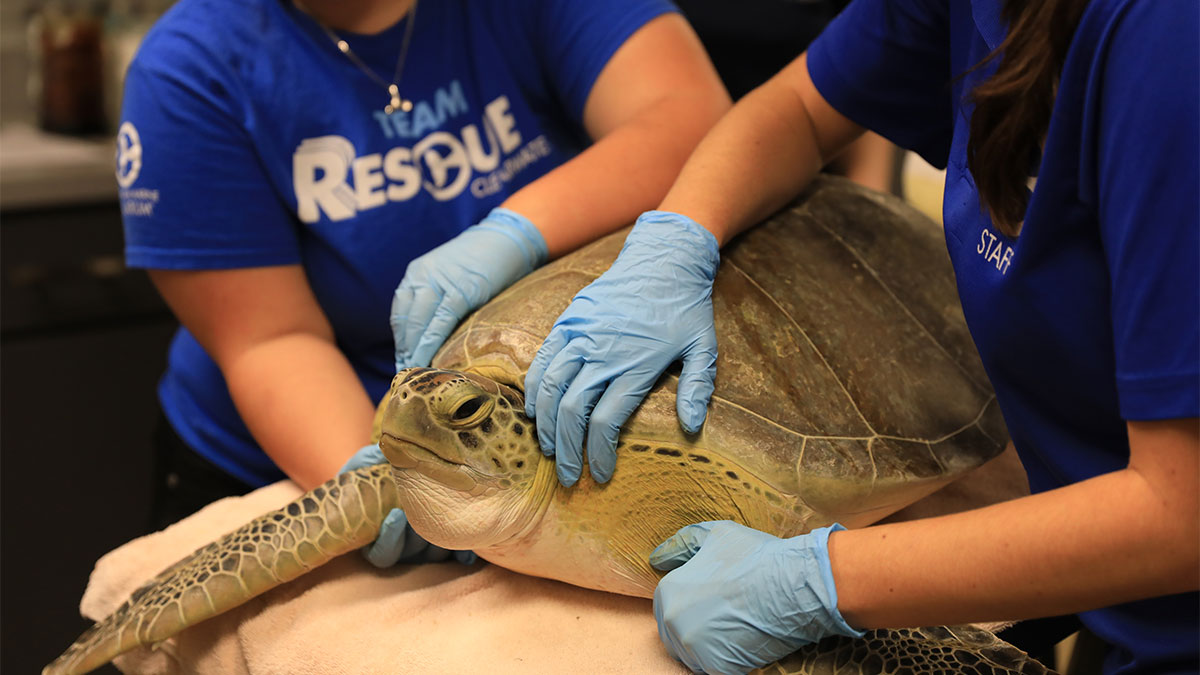 Sea turtle rehab avocato