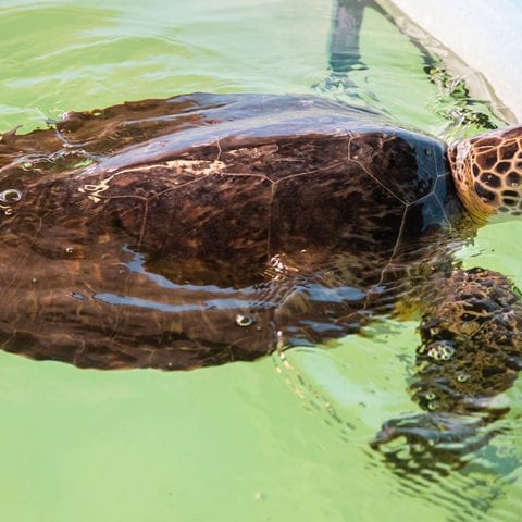 sea turtle rehab zelda