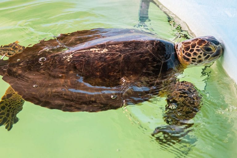 sea turtle rehab zelda