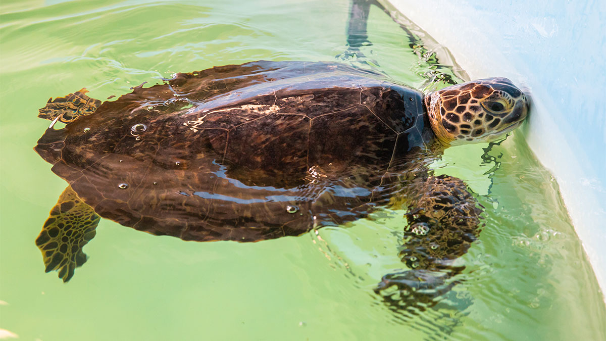sea turtle rehab zelda