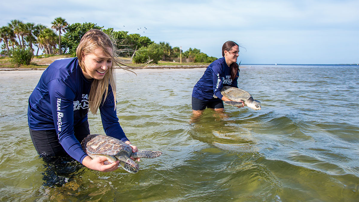 Two Sea Turtles Released in Tarpon Springs - Valkyrie and Ninja ...