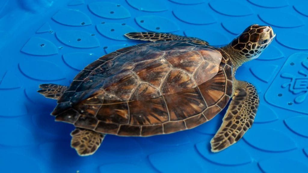 doug, sea turtle rehab patient