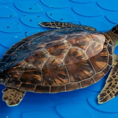 doug, sea turtle rehab patient