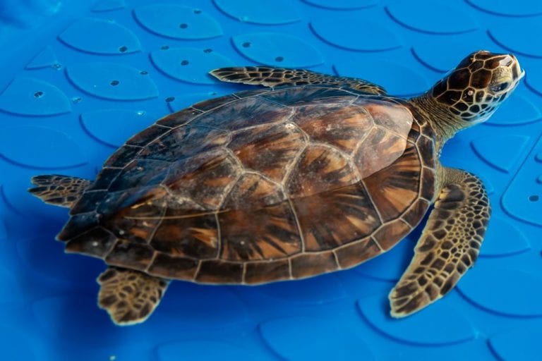 doug, sea turtle rehab patient