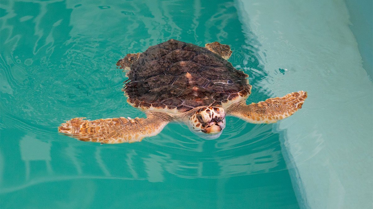 Meet Snorkel – Blind Sea Turtle Finds Forever Home - Clearwater Marine 