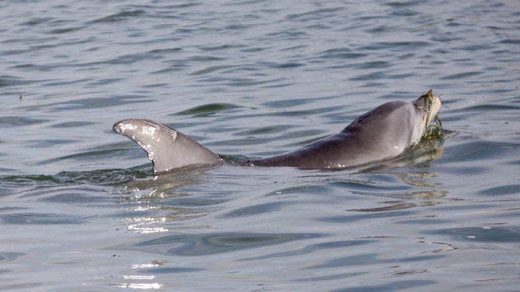 Wild Dolphins Observed With Dorsal Fin Injuries - Clearwater Marine ...