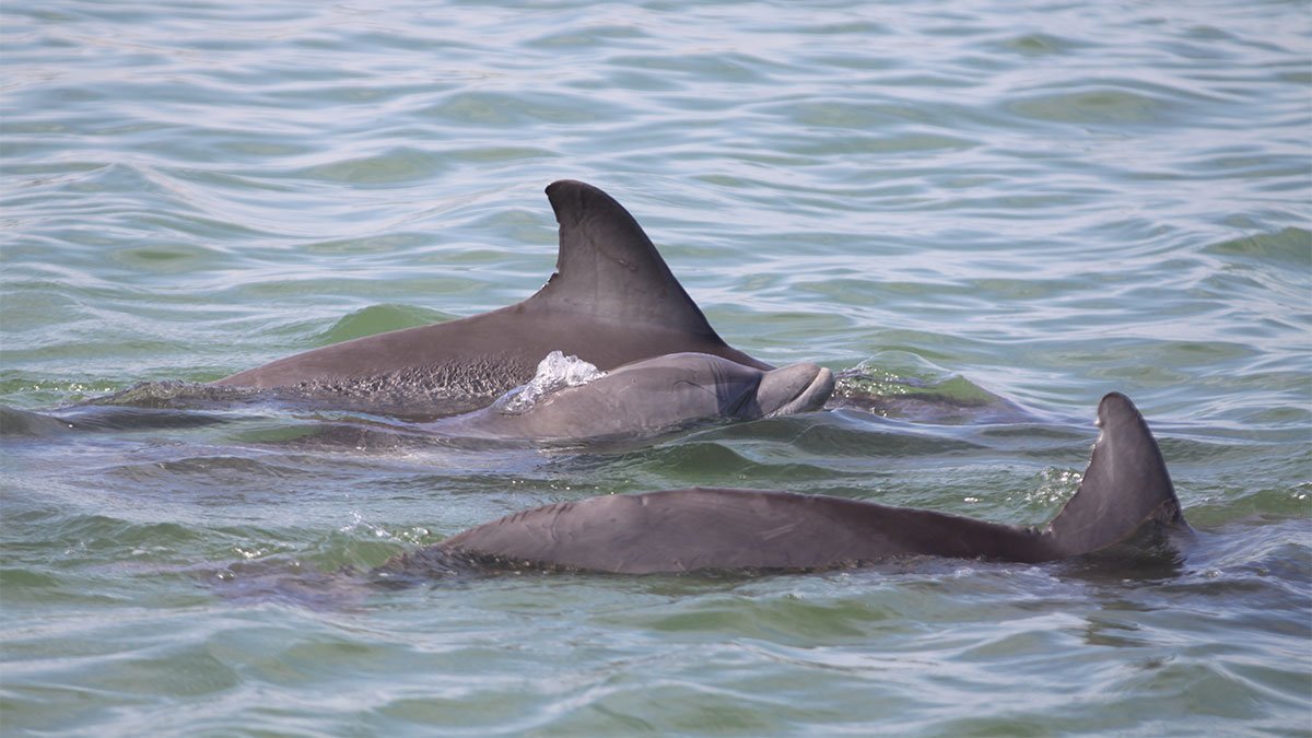 How Wild Dolphin Dorsal Fins Change Over Time Clearwater Marine Aquarium
