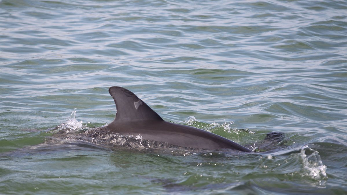 How Wild Dolphin Dorsal Fins Change Over Time Clearwater Marine Aquarium