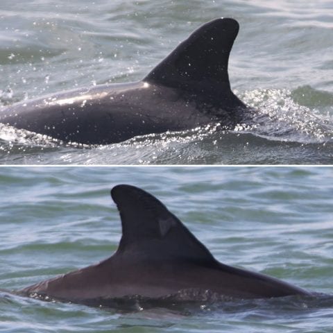 How Wild Dolphin Dorsal Fins Change Over Time - Clearwater Marine Aquarium