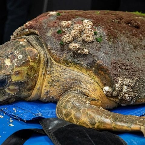 Kirby, loggerhead sea turtle