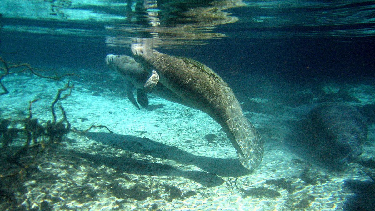 Introducing Clearwater Marine Aquarium Research Institute CMA