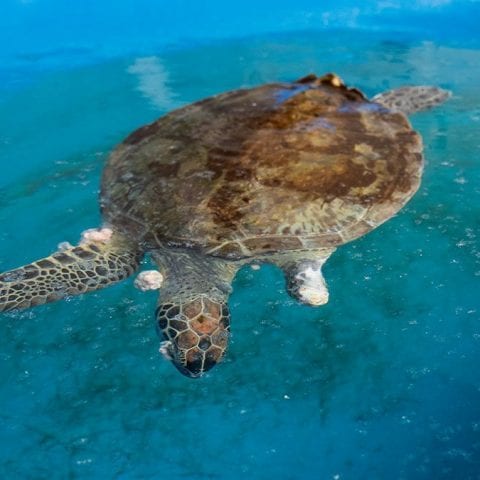 yahtzee, green sea turtle in rehab with pap tumors