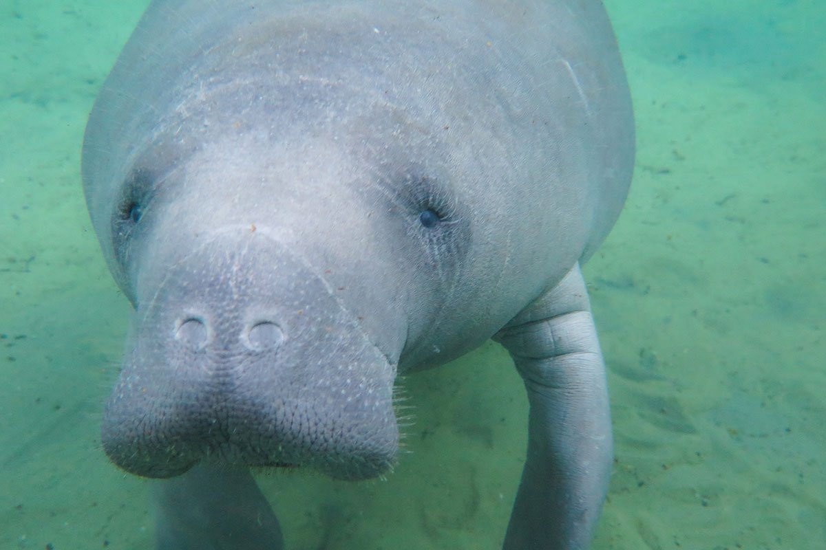 manatee warmie