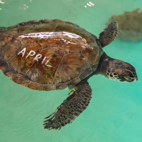 April, sea turtle rehab