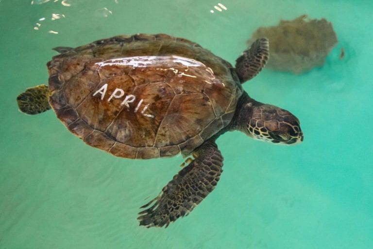 April, sea turtle rehab