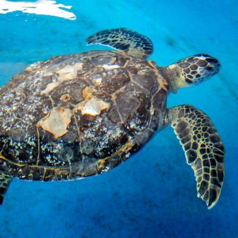 Donatello, sea turtle rehab
