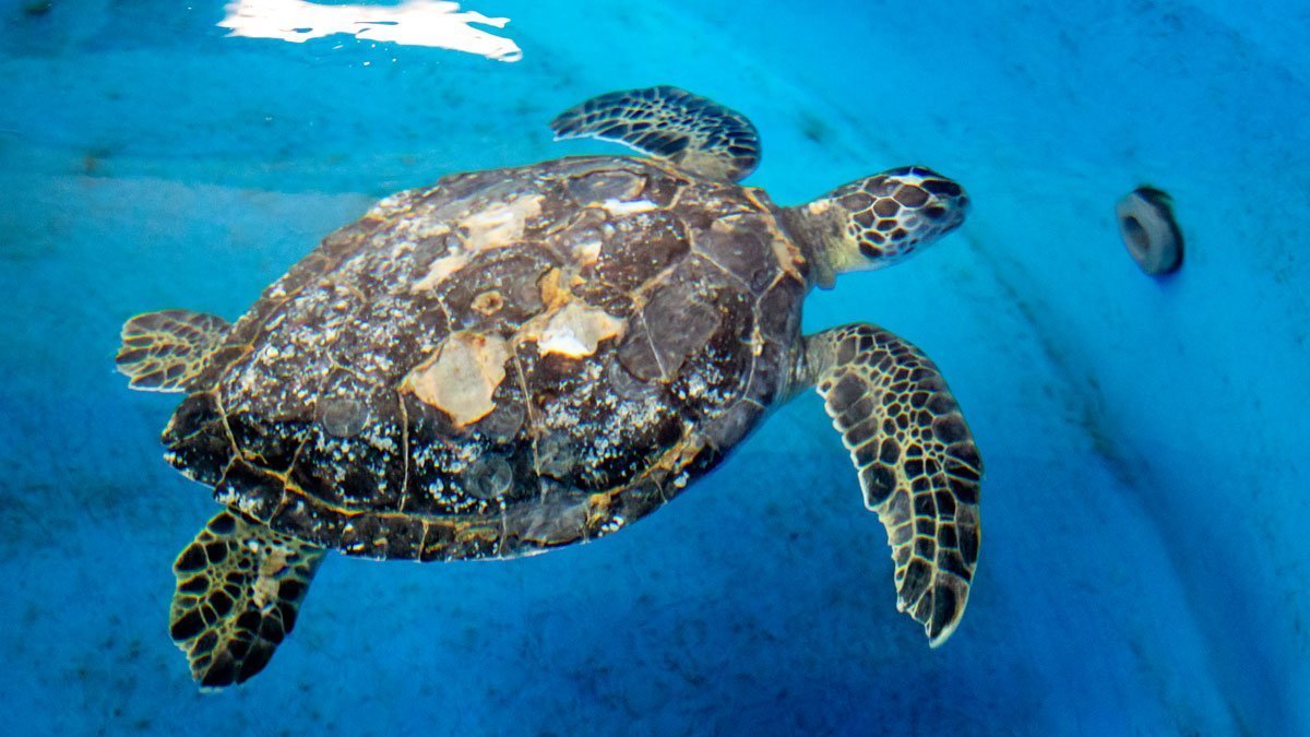 Sea Turtle Hospital Patient - Donatello - Clearwater Marine Aquarium