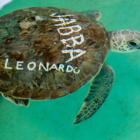 Leonardo, rehab turtle