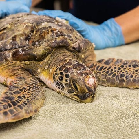 juvenile green sea turtle being examined