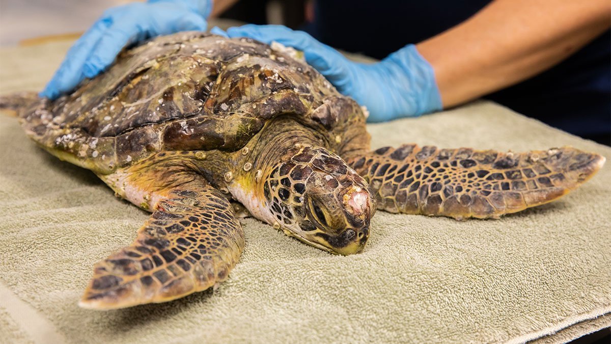 Sea Turtle Hospital Patient - Linus - Clearwater Marine Aquarium