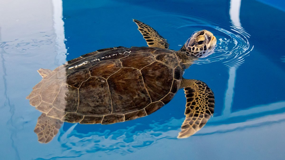 Sea Turtle Hospital Patient - Michelangelo - Clearwater Marine Aquarium