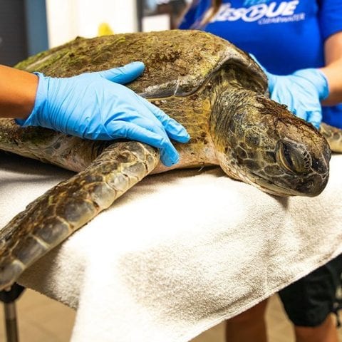 Odie, sub-adult green sea turtle