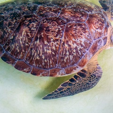 Quinn, sea turtle in rehab