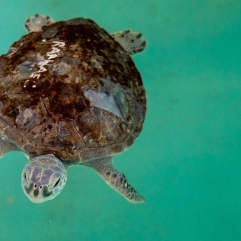 Raphael, sea turtle rehab