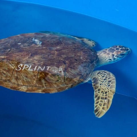 Splinter, sea turtle rehab