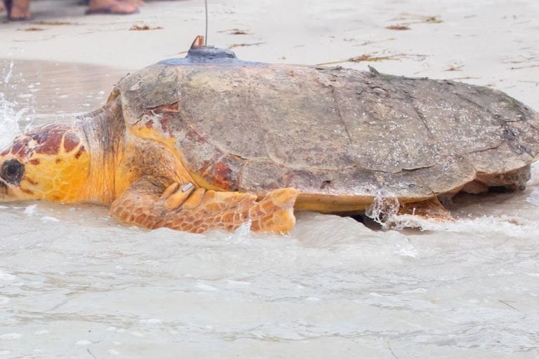 Kirby, loggerhead sea turtle released