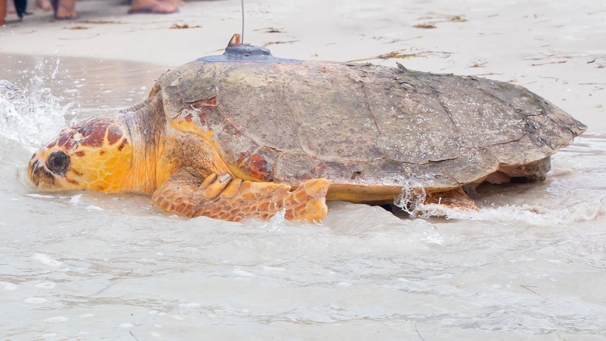 Kirby, loggerhead sea turtle released