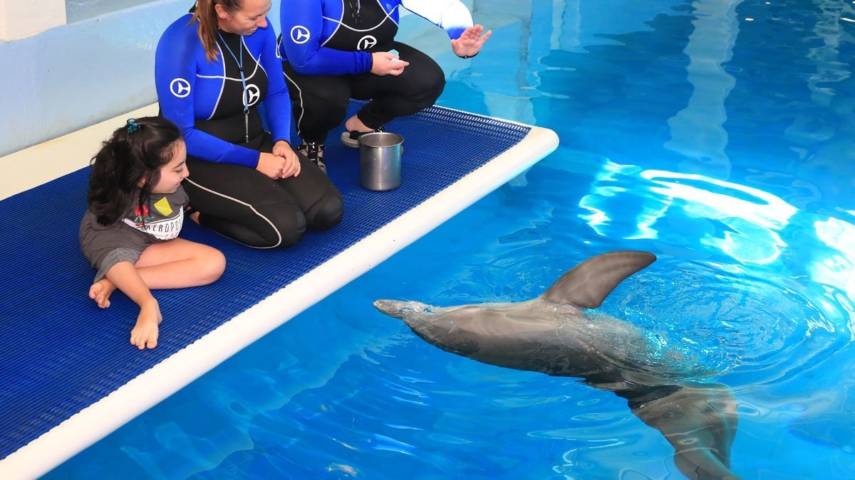 $95 for a Shallow-Water Dolphin Encounter at Dolphin Cove ($155 Value)