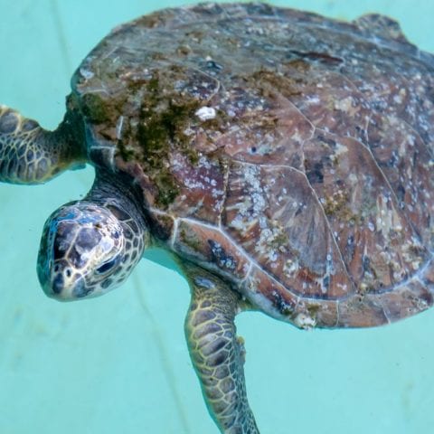 Road runner, rehab sea turtle