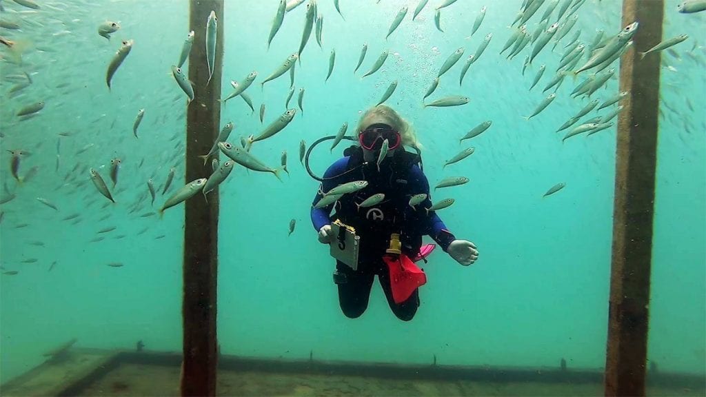 Diver monitoring artificial reef swimming with fish