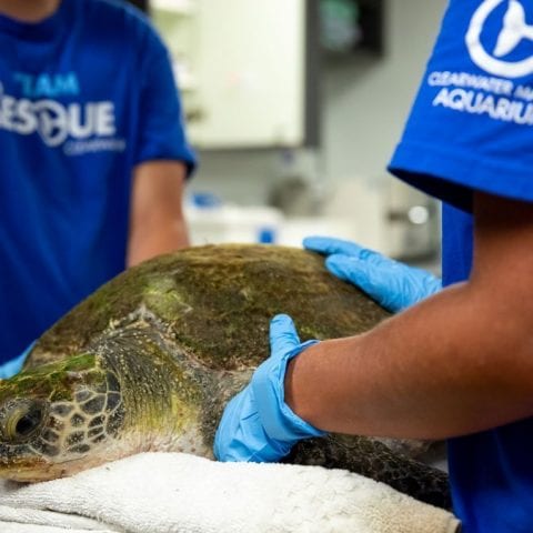 Olivia, sea turtle rehab patient