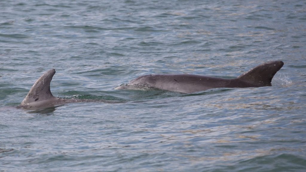 Male Bottlenose Dolphin Pair Bonds Form Long-Lasting Friendships - CMA