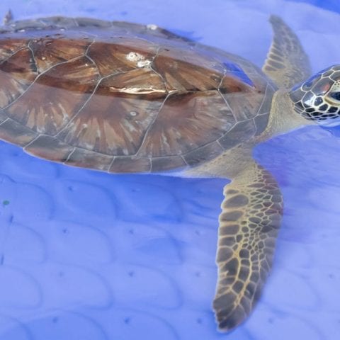 Tax, green sea turtle