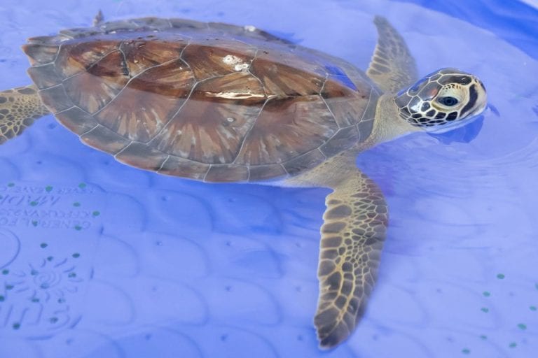 Tax, green sea turtle