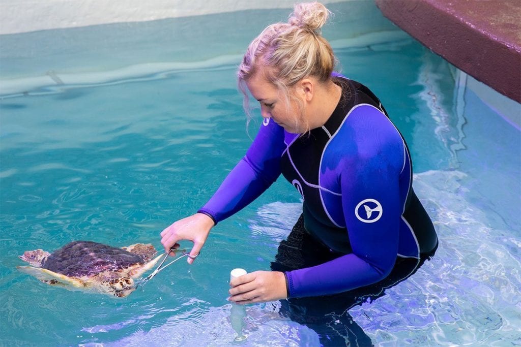 What Do Different Sea Turtles Eat? - Clearwater Marine Aquarium