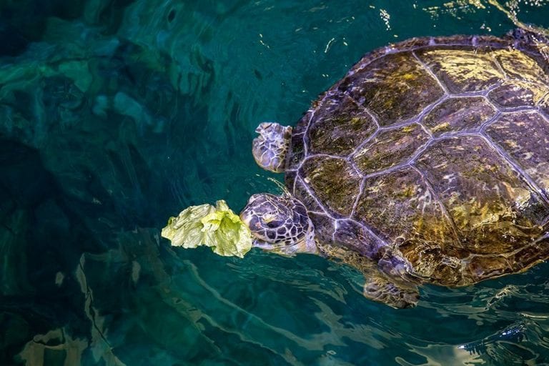 Stubby, sea turtle eating lettuce