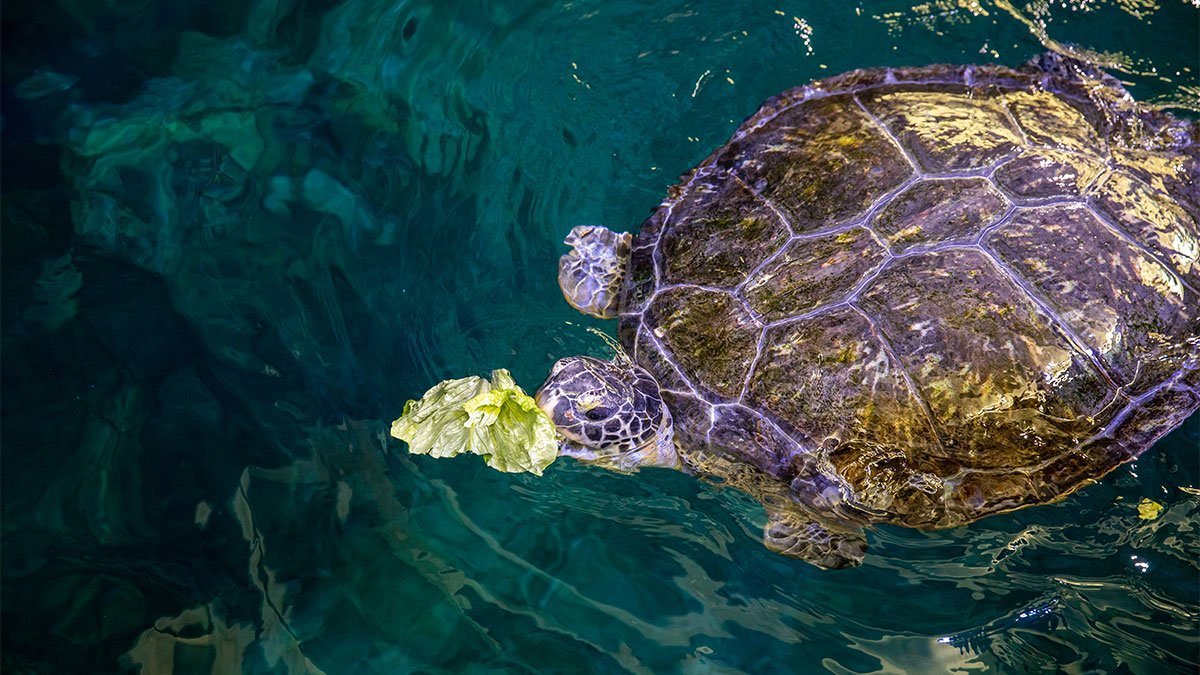 What Do Different Sea Turtles Eat? - Clearwater Marine Aquarium