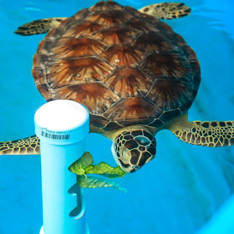 sea turtle rehab feeding device