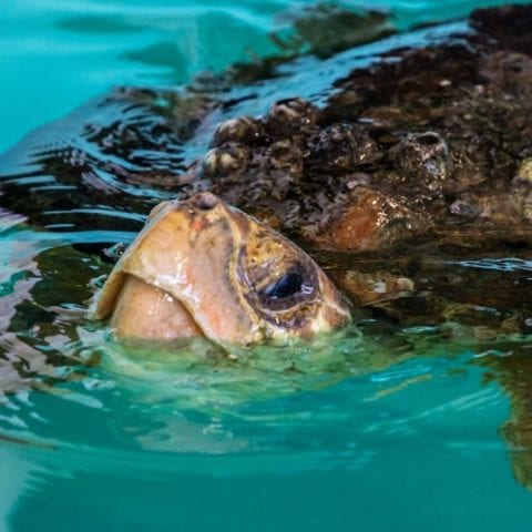 Wiley, loggerhead sea turtle