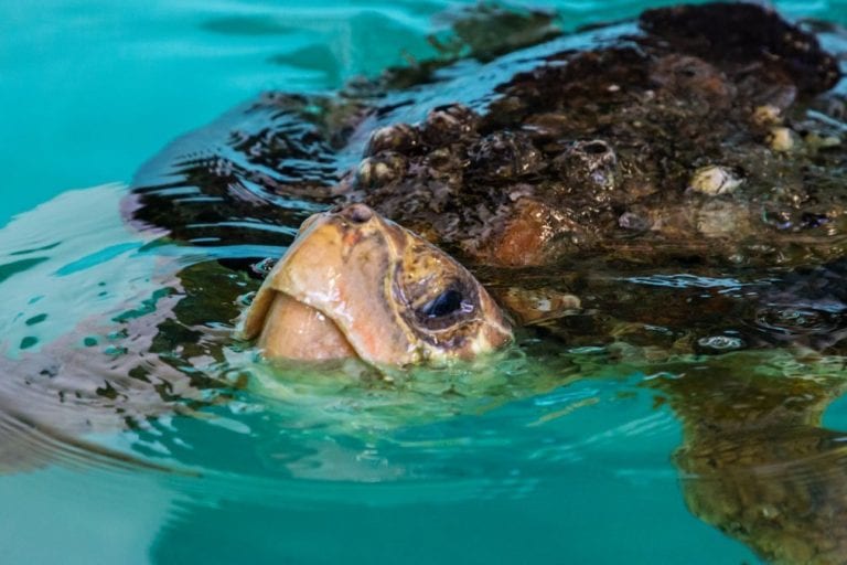 Wiley, loggerhead sea turtle