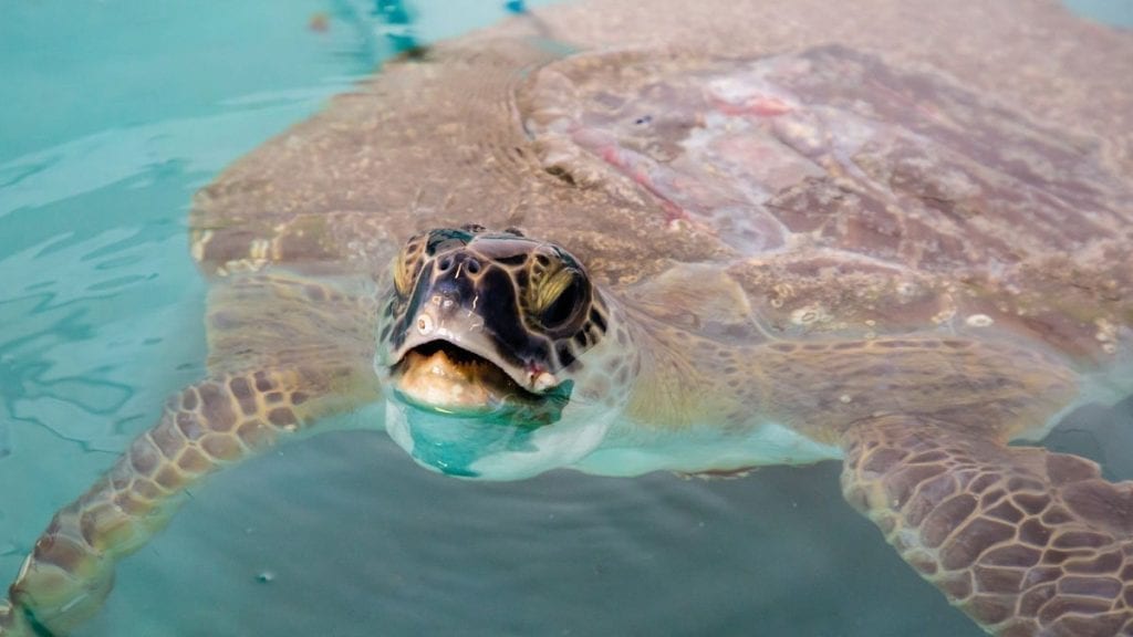 Xavier, rehab green sea turtle