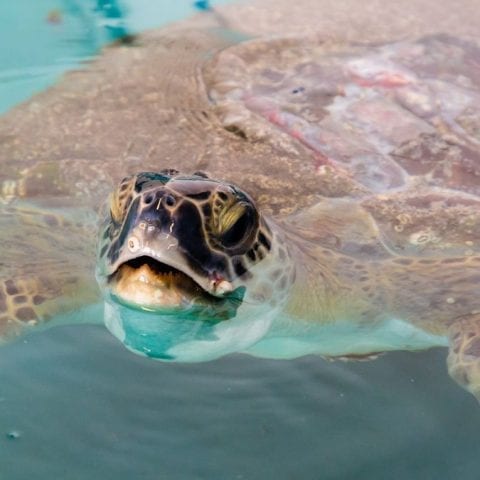 Xavier, rehab green sea turtle