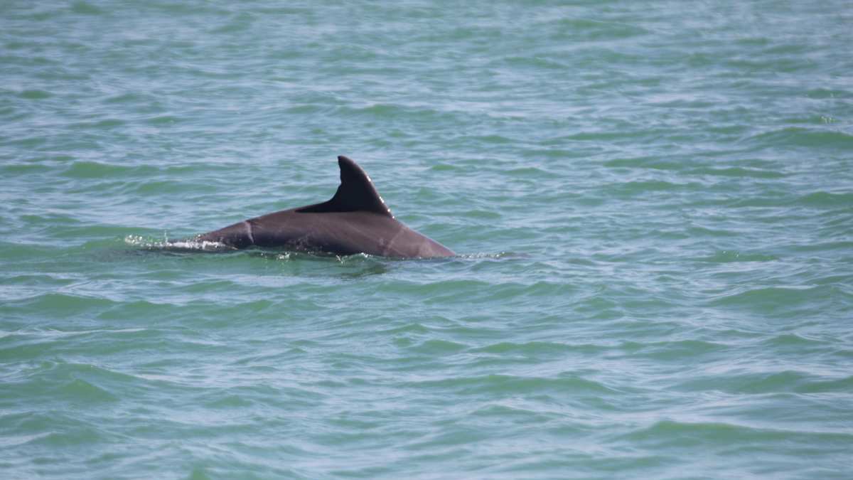 How Scars and Other Body Features Help Identify Dolphins - Clearwater ...