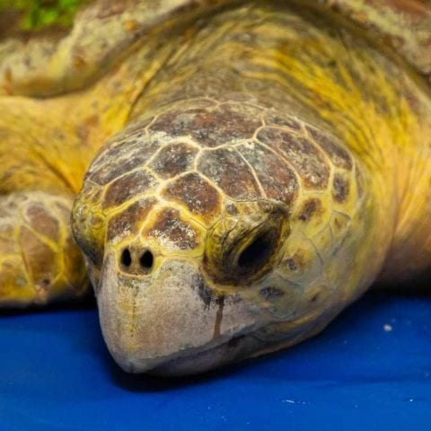 Nitro, loggerhead sea turtle in rehab